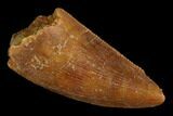 Serrated, Raptor Tooth - Real Dinosaur Tooth #127168-1